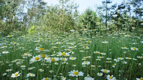 Flower camomile Stock Photos