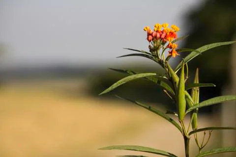 Flower at the camp Stock Photos