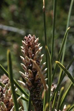 The flower of the Canary pine in its maximum beauty Stock Photos