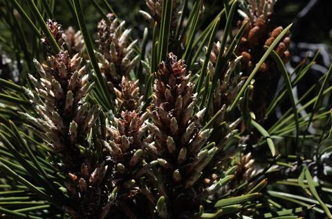 The flower of the Canary pine in its maximum beauty Stock Photos
