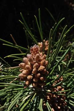 The flower of the Canary pine in its maximum beauty Stock Photos