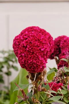 Flower Like a Candy Stock Photos