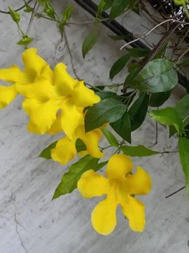 A flower cannot blossom without sunshine man cannot live without love . Stock Photos