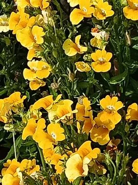 A flower cannot blossom without sunshine man cannot live without love . Stock Photos