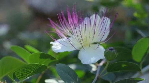Flower of caper bush 스톡 동영상 321291181