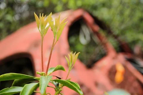 Flower car Stock Photos