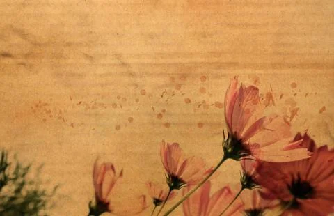 Flower on cardboard Stock Illustration