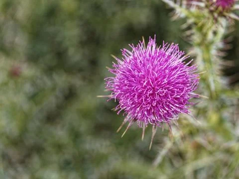 Flower of cardus Stock Photos
