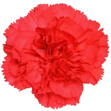 Flower of the carnation Stock Photos