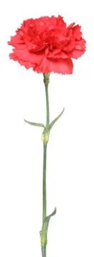 Flower of the carnation Stock Photos