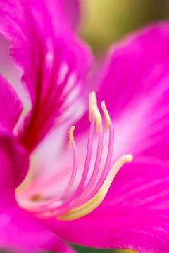 Flower carpel close up Stock Photos