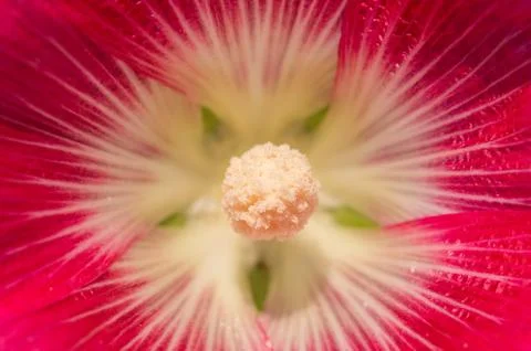 Flower carpel close up Stock Photos