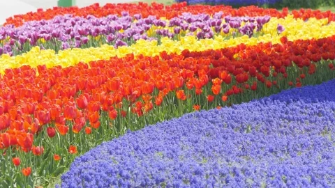 Flower carpet of multi colored tulip flowers in spring Stock Footage 204836213