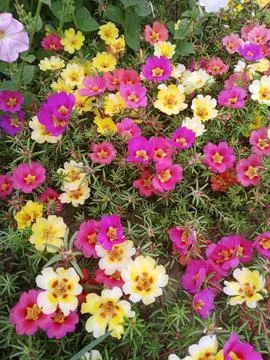 Flower carpet Stockfoto's