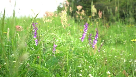 Flower-Carpeted Meadow Stock Footage 311671946