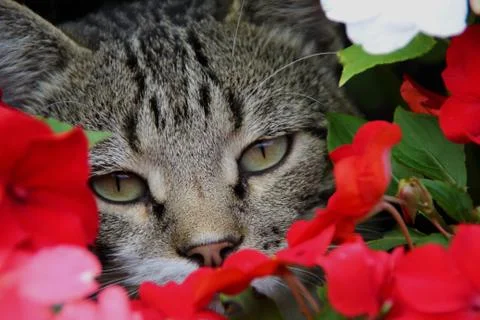 Flower Cat Stock Photos