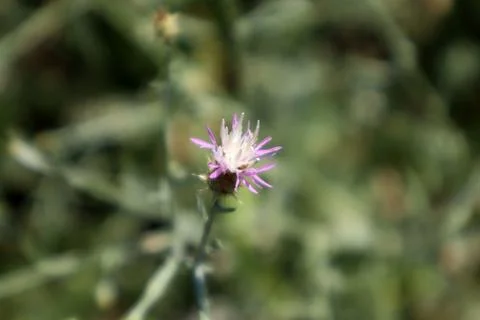 Flower of Centaurea diffusa (diffuse knapweed) Stock Photos