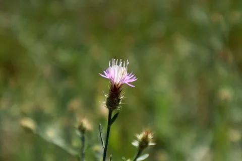 Flower of Centaurea diffusa (diffuse knapweed) Stock Photos