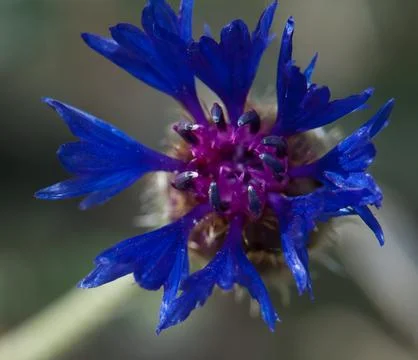 Flower of Centaurea. Stock Photos
