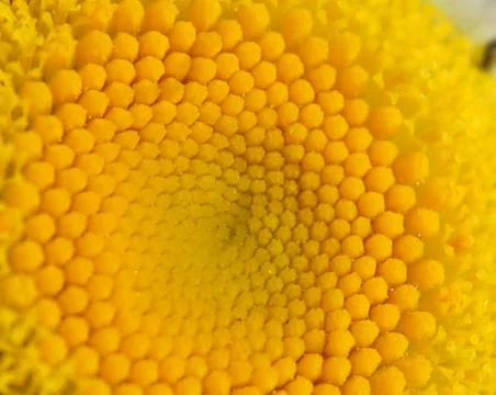 Flower center Stock Photos