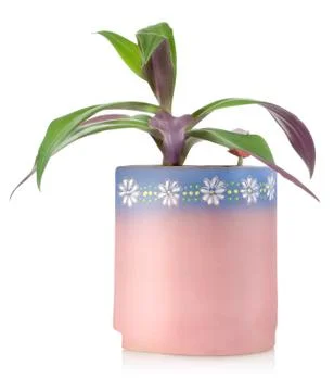 Flower in a ceramic pot Stock Photos