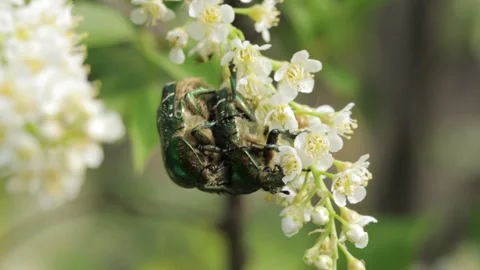 Flower chafer mating on bird cherry flowers 库存影片 258844053