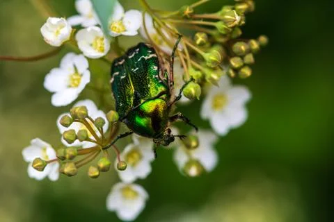 Flower Chafer Foto stock