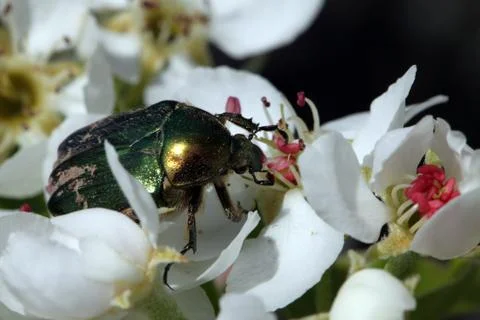 Flower chafer Stock Photos
