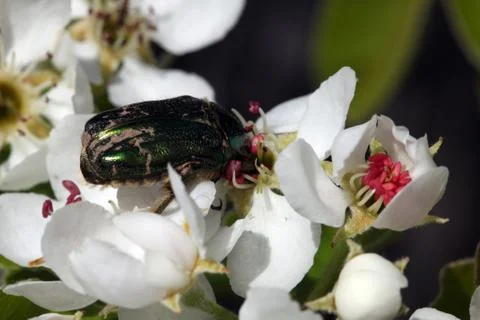 Flower chafer Stock Photos