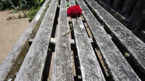 Flower on a chair Stock Footage 236190653