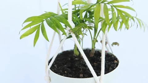 A flower Chamaedorea in a white pot Stock Footage 141169945