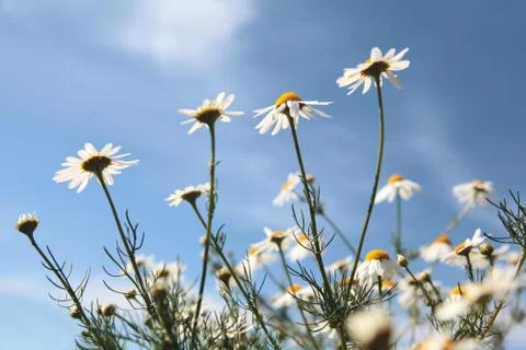 Flower chamomile sky Stock Photos