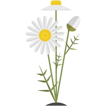 Flower chamomile vector illustration isolated daisy icon Stock Illustration