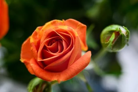 Flower charm Stock Photos