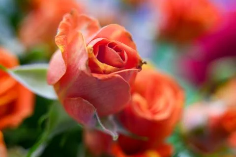 Flower charm Stock Photos