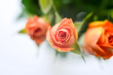 Flower charm Stock Photos
