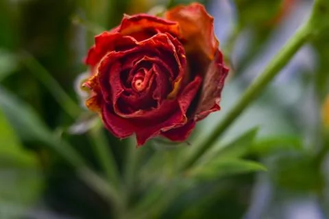 Flower charm Stock Photos