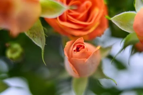 Flower charm Stock Photos
