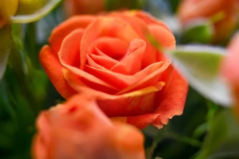 Flower charm Stock Photos