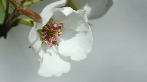 Flower cherry 2 Stock Footage 49428384