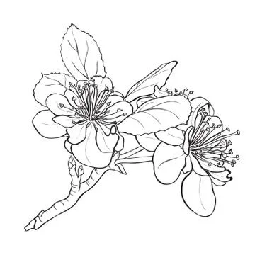 Flower - cherry blossoms drawing Stock Illustration