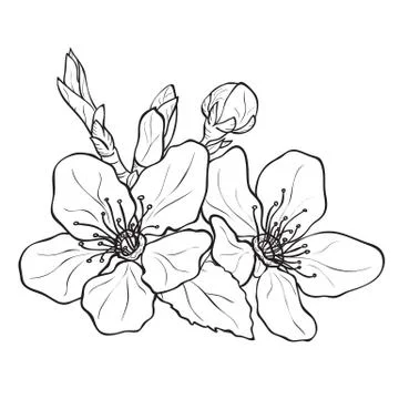 Flower - cherry blossoms drawing Stock Illustration