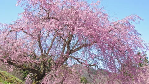 Flower of cherry blossoms in Spring, Nagano, Japanossoms in spring 動画素材 152428076