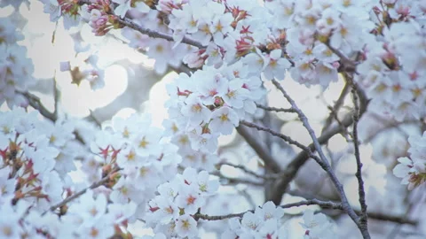 Flower of cherry blossoms on sun light glow beautiful in Nagano, Japan Stock Footage 152558363