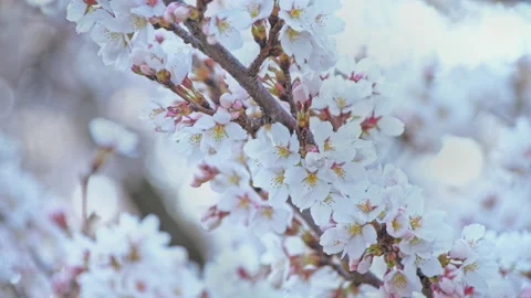 Flower of cherry blossoms on sun light glow beautiful in Nagano, Japan Stock Footage 152558789