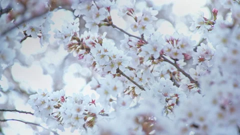 Flower of cherry blossoms on sun light glow beautiful in Nagano, Japan Stock Footage 152559807