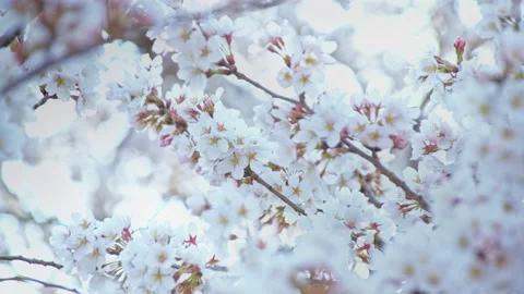 Flower of cherry blossoms on sun light glow beautiful in Nagano, Japan Stock-Footage 152564128