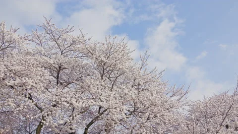 Flower of cherry blossoms time lapse with blue sky and cloud in Nagano, Japan Stock-Footage 152552183