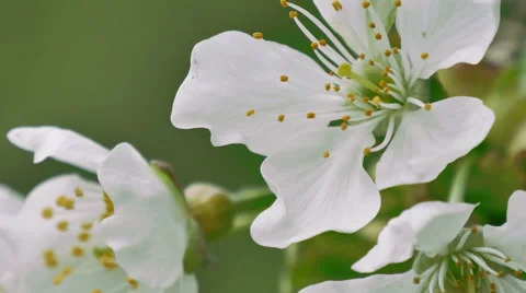 Flower cherry Stock Footage 49426516
