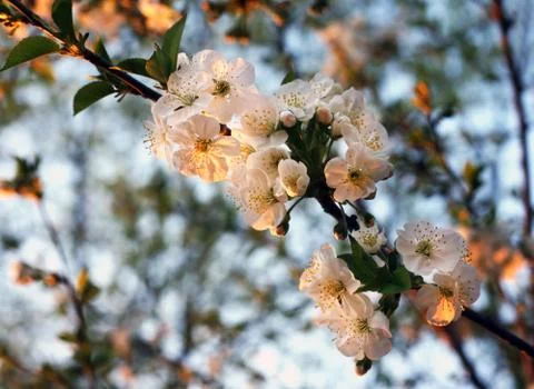Flower of cherry Stock Photos